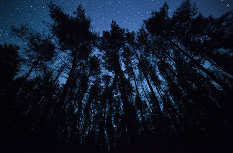 美丽的夜空，银河系与树木