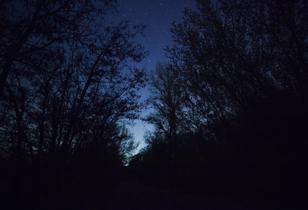 美丽的夜空，银河系与树木