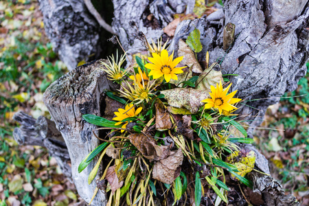 绿草黄花和棕色叶子