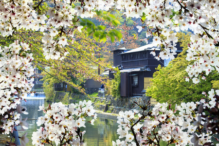 樱花的季节，京都日本