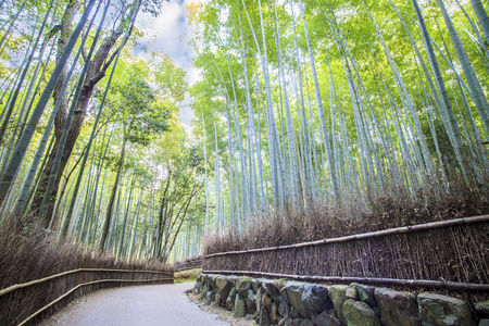 竹林中岚山