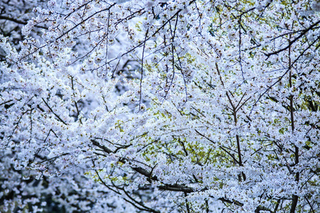 樱花的季节，京都日本