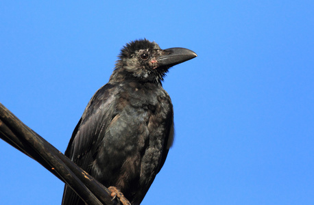 印度丛林乌鸦 乌鸦 levaillantii 在斯里兰卡 Nuwaraeliya