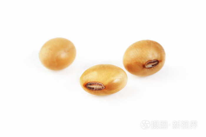 大豆种子