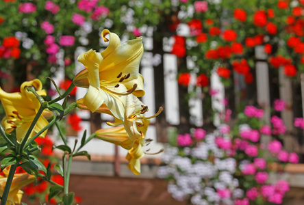 黄色山百合花与其他花的背景