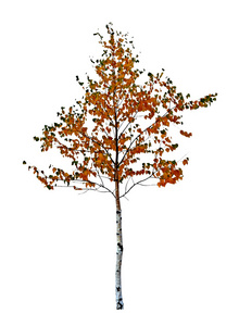 孤立的白桦树图片-孤立的白桦树素材-孤立的白桦树插画-摄图新视界