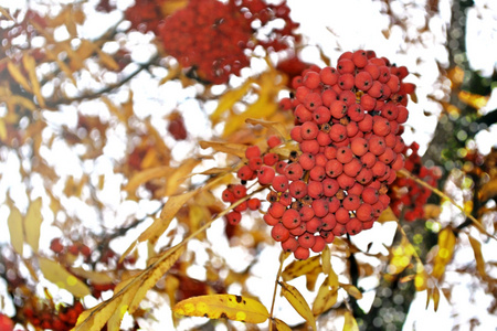 秋天的风景。罗文的浆果