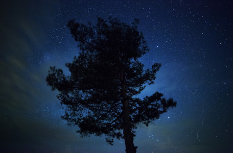 美丽的夜空，银河系与树木