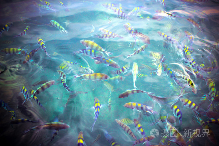 水下关闭饿的条纹鱼在安达曼海吃面包