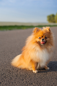 博美犬的道路上