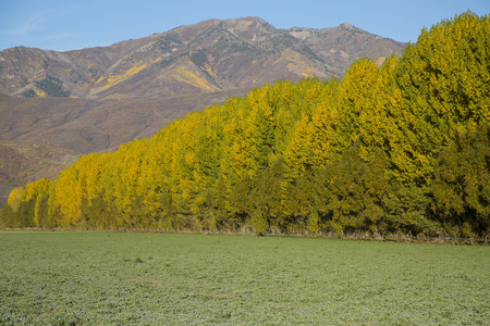 秋天风景与巨大杨树树和山