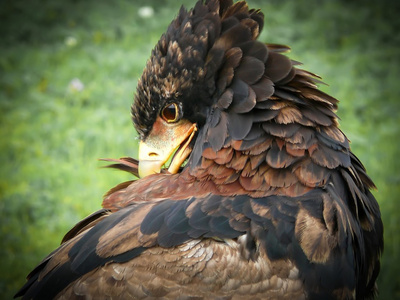 bateleur 肖像