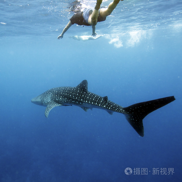 鲸鲨和潜水员马尔代夫