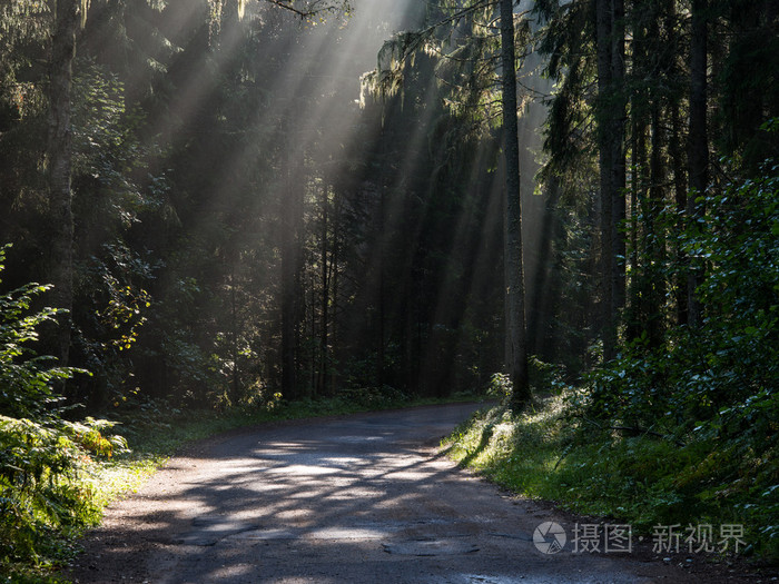 森林道路与早晨的阳光