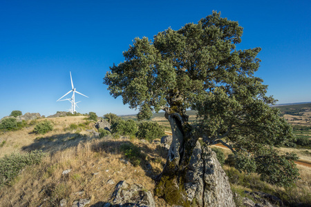 圣栎和蓝天的衬托现代风力涡轮机