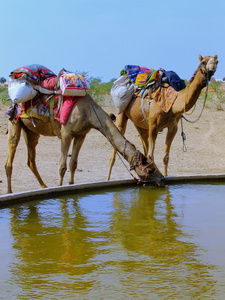骆驼喝从骆驼联合会在一个小村子里水库