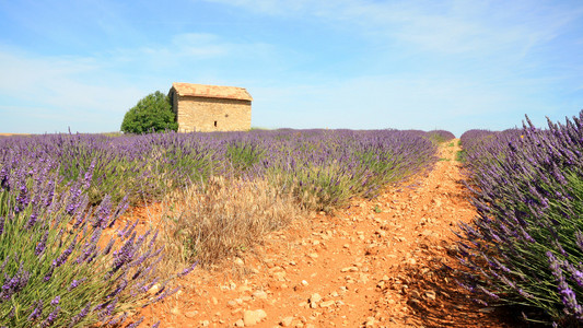 法国Valensole