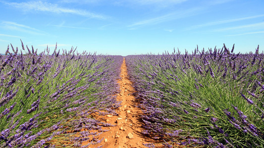 法国Valensole