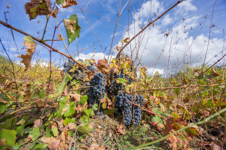 被忽视的葡萄园在蓝蓝的天空。在秋天成熟的葡萄