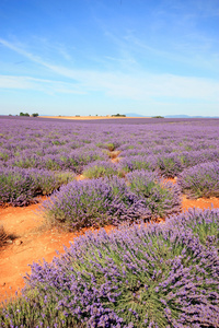 法国Valensole