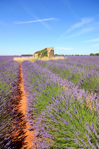 法国Valensole