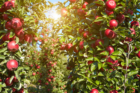 赤褐色的苹果在果园里的苹果照片