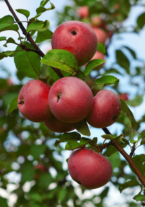 红苹果树枝上