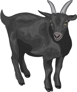 黑山羊蓝领黑山羊只黑山羊,可爱卡通黑白背景黑山羊肖像黑山羊黑
