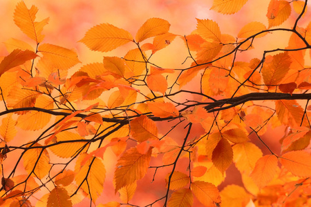 秋天的树叶的树枝上