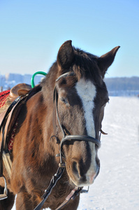 漂亮的马，在雪上的肖像