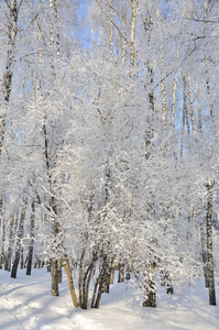 冬季公园在雪中