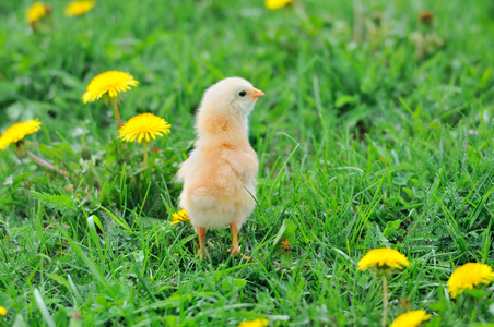 在绿色草地上的美丽只小鸡