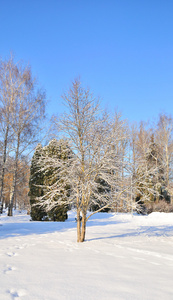 冬季公园在雪中