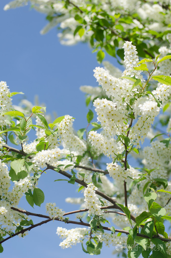 春天开白花的树有哪些图片