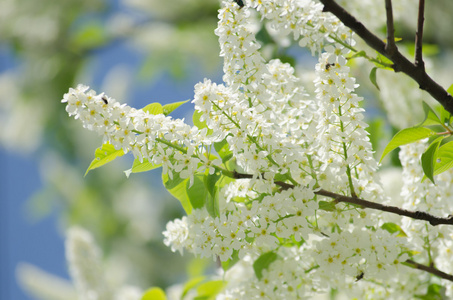 盛开的白花与鸟樱桃树