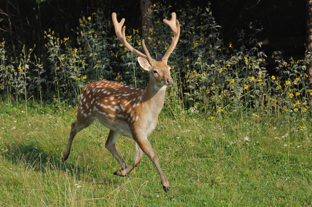 东北梅花鹿鹿茸图片