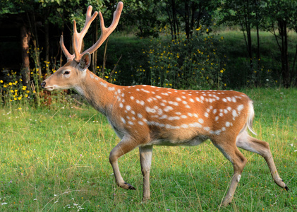 东北梅花鹿鹿茸图片