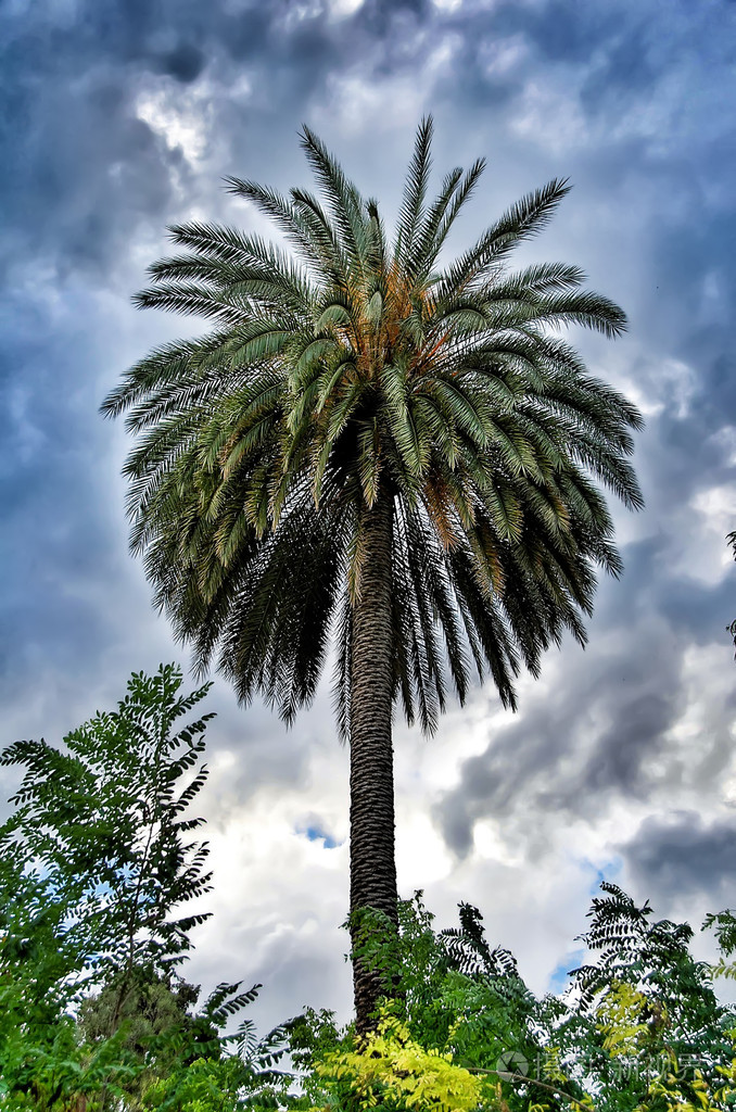 棕榈树