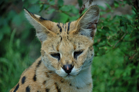 薮猫猫与它的眼睛和耳朵的殷勤地重点