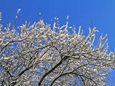 树木覆盖着冰和雪