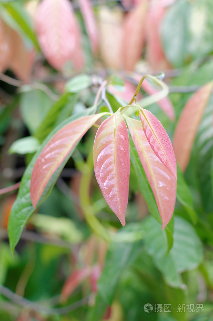 红叶年轻的 stelechocarpus burahol