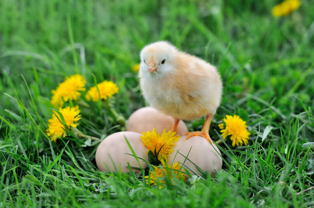 在绿色草地上的美丽只小鸡