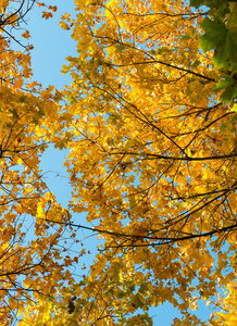 美丽的秋天背景，从黄色枫叶叶