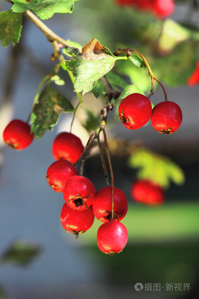 在秋季成熟山楂