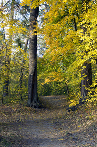 在阳光明媚的下午晚些时候上秋天的森林通过领先的路径