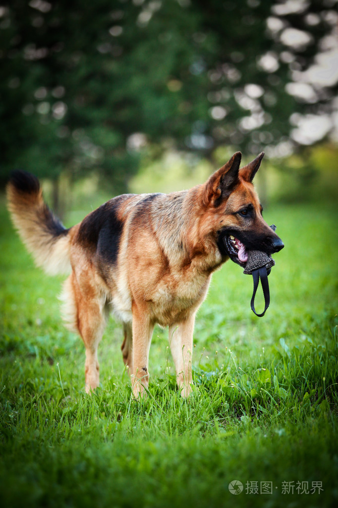 群主牧羊犬图片图片