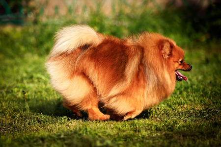 德国的斯皮茨狗繁殖博美犬