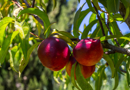 红桃图片-红桃素材-红桃插画-摄图新视界