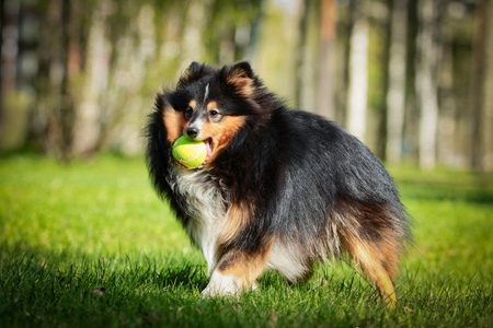 牧羊牧羊犬