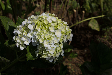 花园里的白花